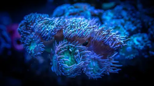 唯美海底珊瑚摄影高清桌面壁纸