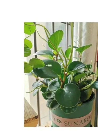 豆瓣绿神奇的开花了