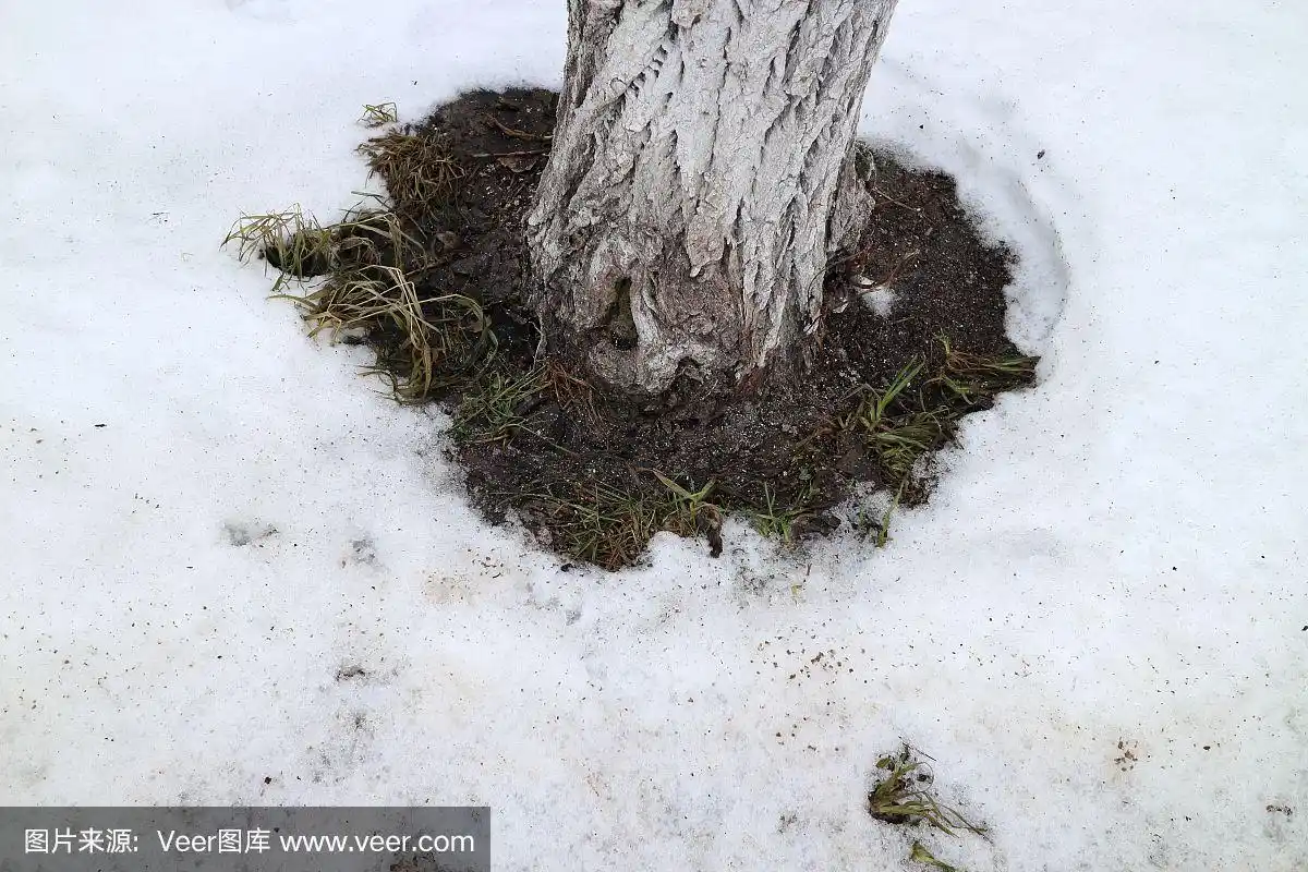 冬天树根,泥土,雪
