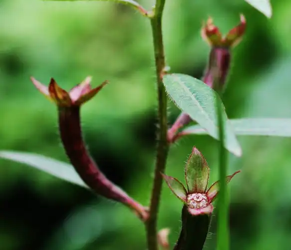 稻田里的害草,人称"水龙",让农民痛恨,如今亩入8千成发财草