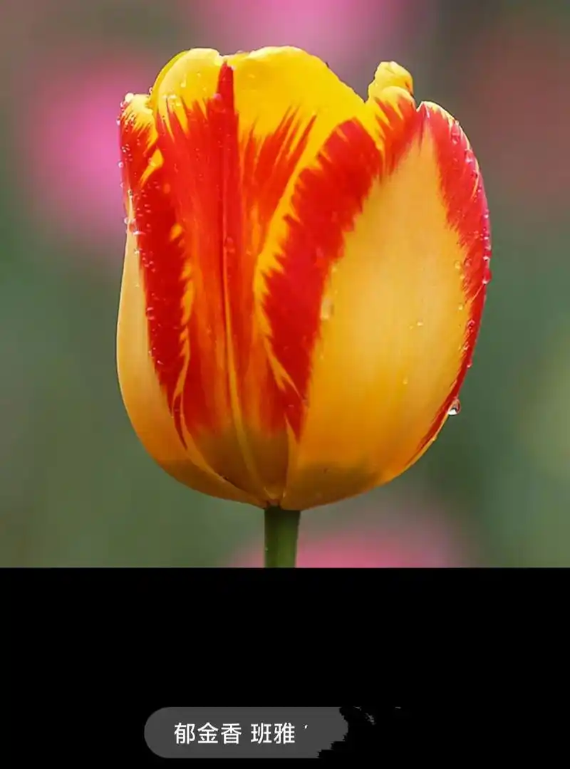 郁金香真美,好多品种都叫不出名字.在某苞上看到几个喜欢的颜色 - 抖