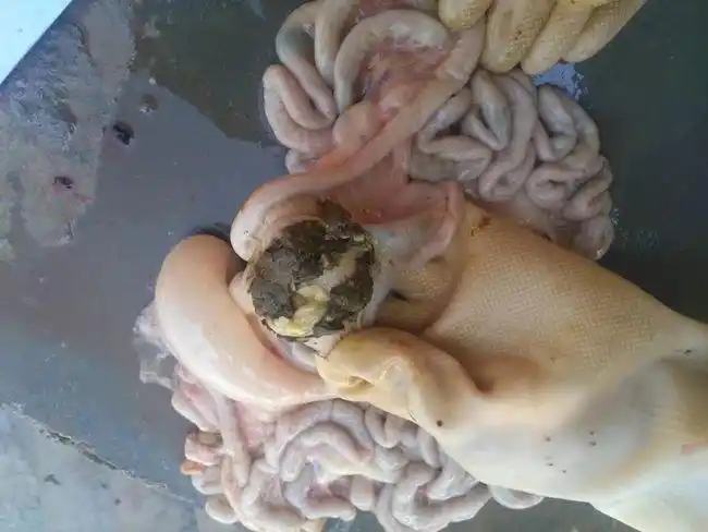 驱虫,羊场的管理核心