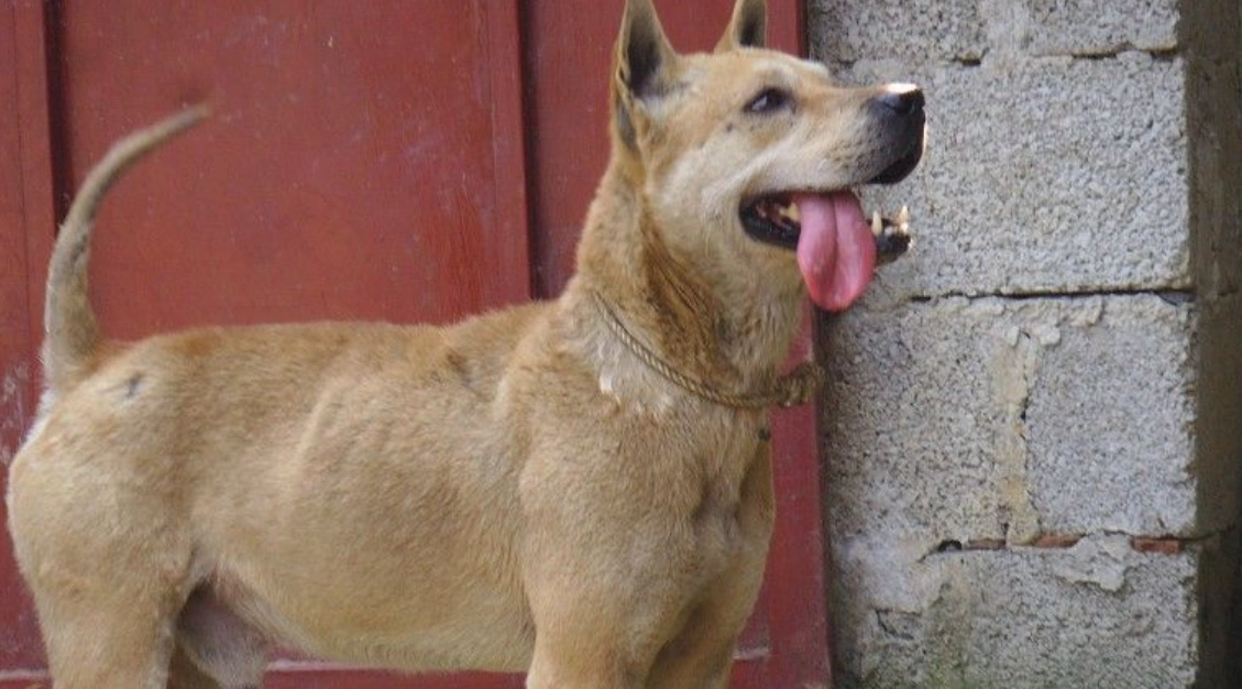 土猎犬和土狗区别?如何挑选土猎犬?