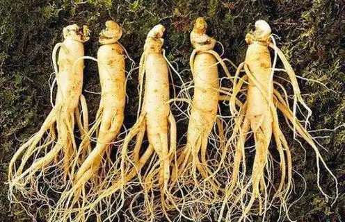 人参图片_人参的功效与作用-古中药养生网