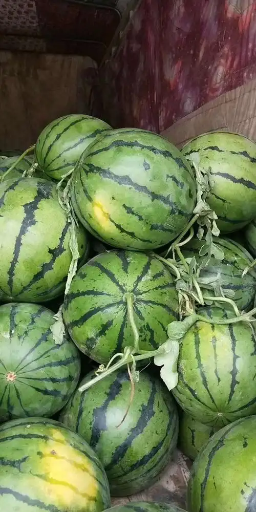 大量美都,甜王,8424西瓜上市,价格真实有效,质量保证