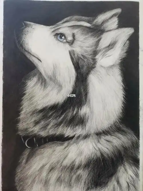 素描炭笔哈士奇