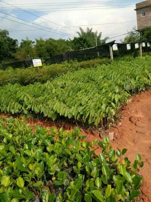 释迦果苗台湾凤梨释咖苗两年嫁接苗佛头果南北方盆栽地栽庭院种植当年