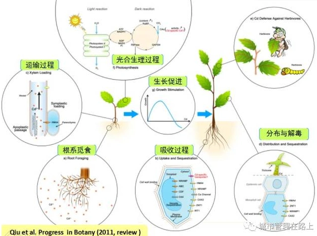重金属污染土壤修复进程与挑战
