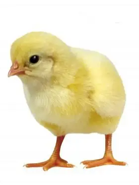 超萌可爱的小鸡图片大全