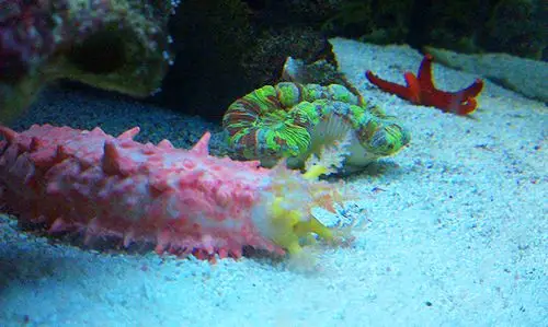 没错,因为它们是观赏海参.