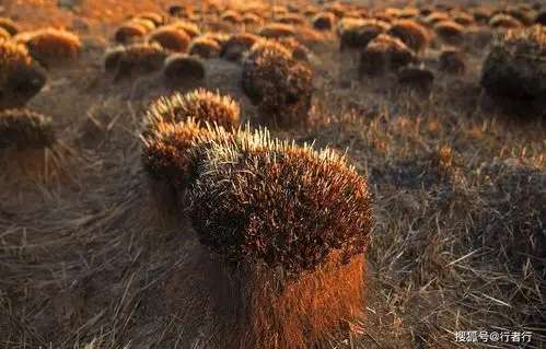 【行者语林: 在那遥远的地方】不老的塔头墩儿_手机搜狐网