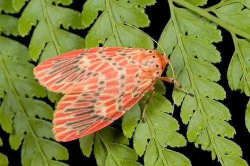 鉴定学名 东方美苔蛾  barsine sauteri (strand, 1917)