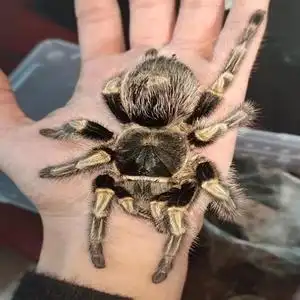 00谢展宏001淘宝巴西巨人金直间蜘蛛2cm