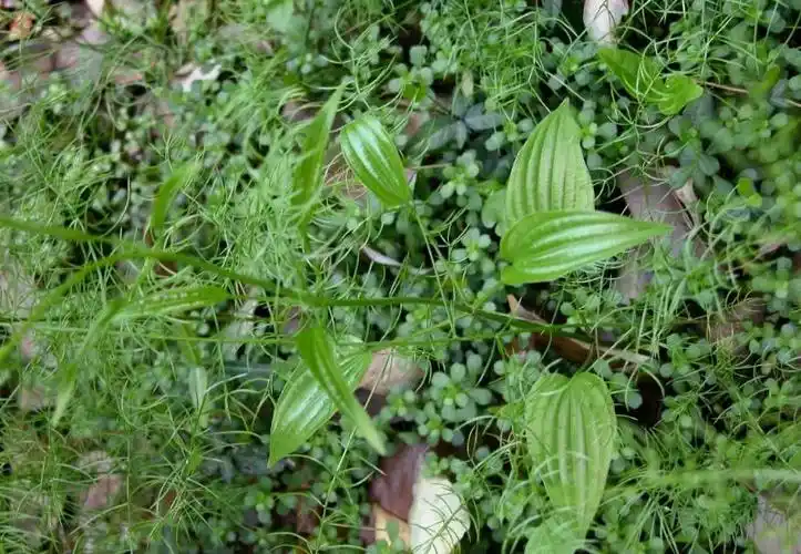 玉露闷养的注意事项_山草香