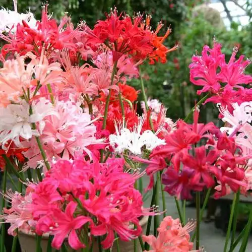 遇到太阳闪闪发光,好似一颗钻石:娜丽花