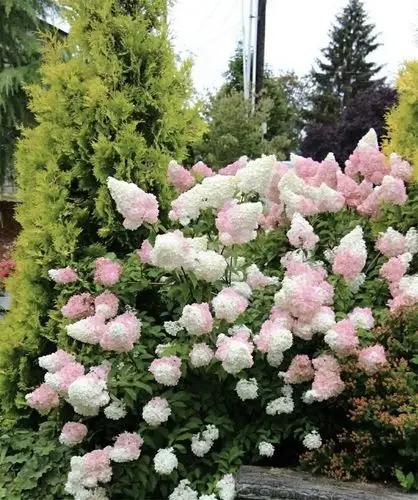 千玺的花园圆锥绣球香草草莓北极熊多年生庭院地栽耐寒耐热耐晒