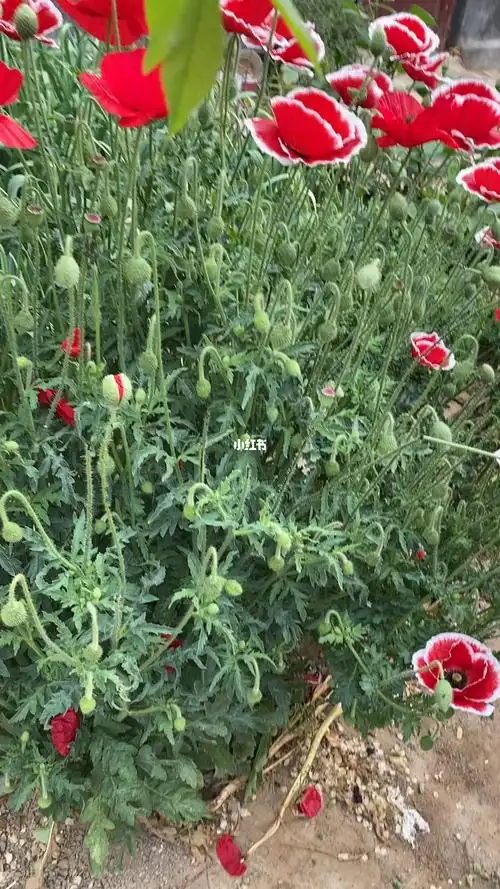 这是什么花呢怎么感觉这么像罂粟呢