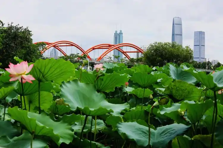 2019年深圳洪湖公园荷花展