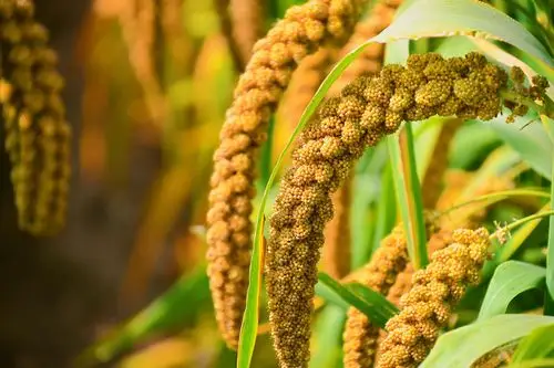 丰收的喜悦在沉甸甸的谷穗中,原创拍摄