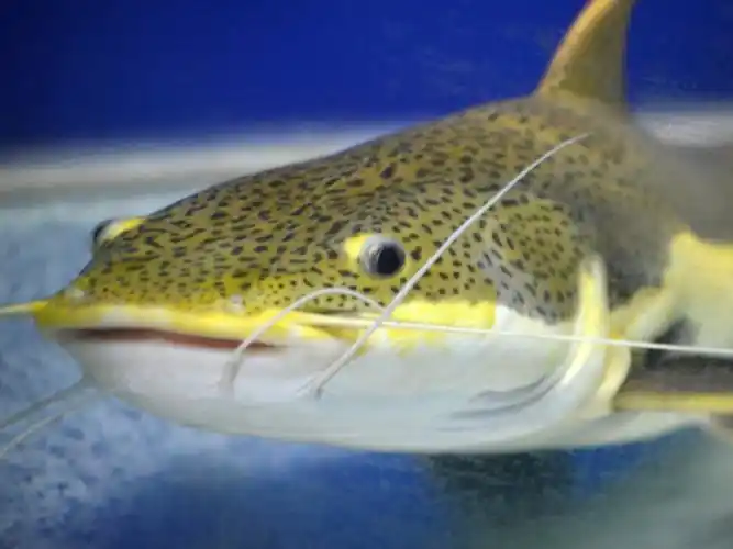 品种多样的鲶鱼