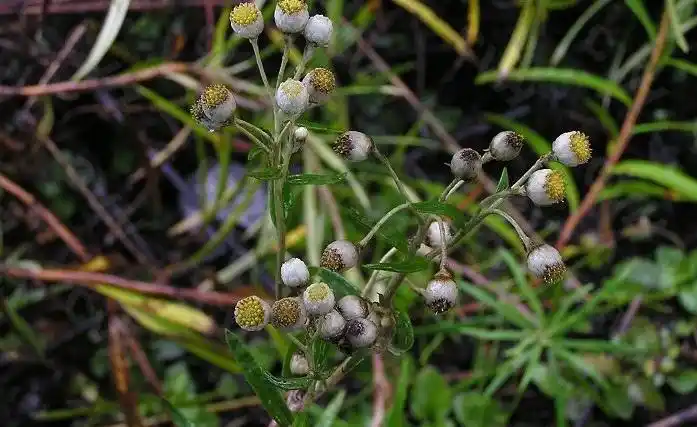 避风草是什么样子的图片