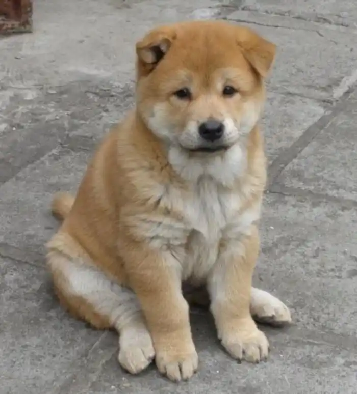 中华田园犬(土狗)在乡间地头最常见的狗,每次看到他们,总觉得小眼神很