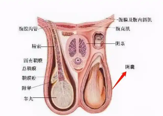 男朋友阴囊潮湿到底有多危险