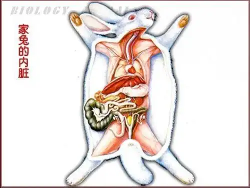 谁有家兔内脏器官图