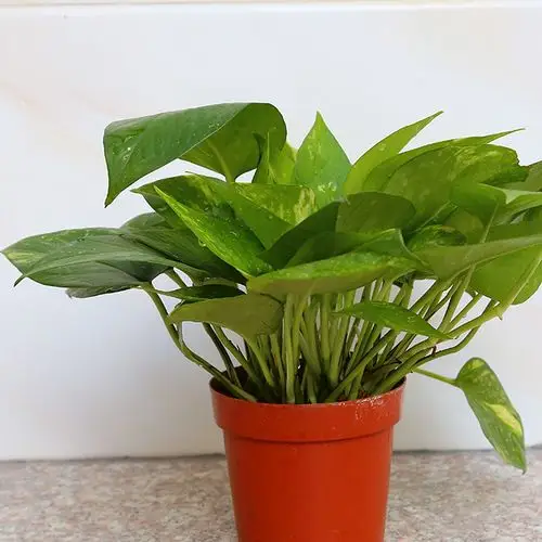 植物盆栽 青叶绿萝迷你盆栽 桌面创意微景观盆栽厂家批发图片