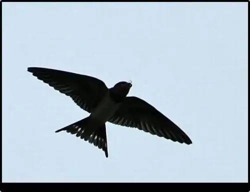 燕子尾巴像什么样子,燕子的尾巴为什么都像剪刀一样?_68百科