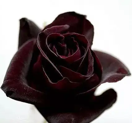 除了黑郁金香外,还有几种黑玫瑰,如"黑魔术","黑美人"等,厚厚的花瓣