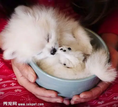 【日本茶杯猫图片】日本茶杯猫长什么样子?