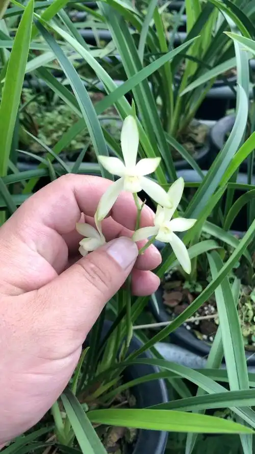 兰花建兰国色天香