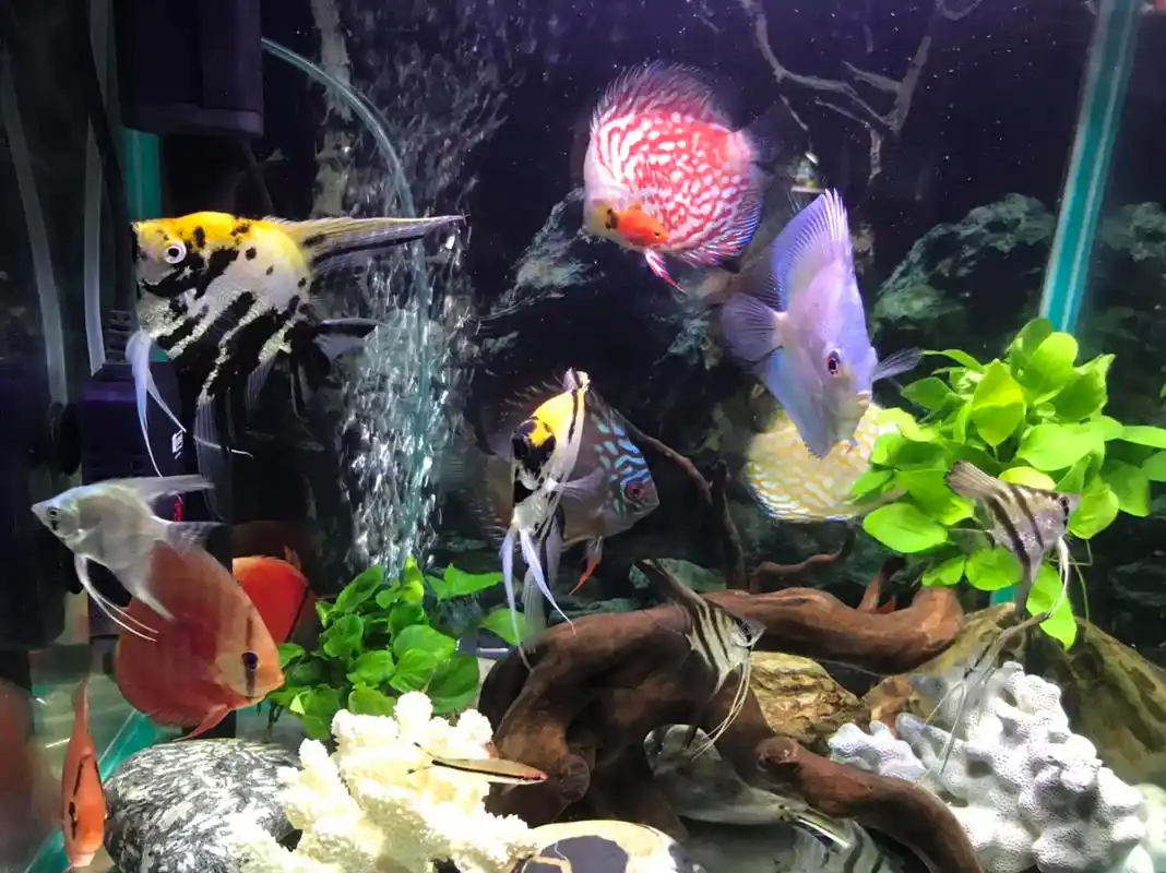 七彩神仙和神仙鱼混养48尺寸缸里.1年没死过鱼.状态很好!