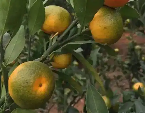 果技精选必看柑橘黄龙病如何防控高产栽培十问答