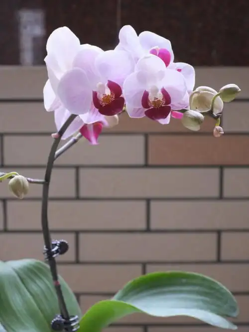 82蝴蝶兰82第一名紫水晶