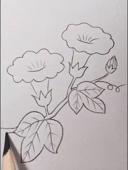 牵牛花这样画三十秒就学会了简笔画