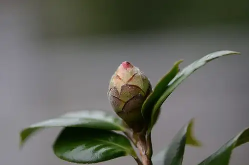 山茶花花苞图片