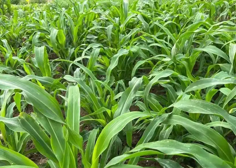墨西哥玉米草产量高,一亩地能顶10亩普通玉米,养殖动物效益高