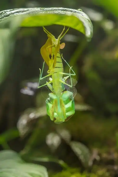 【斯氏叶背螳】的羽化与随想_螳螂