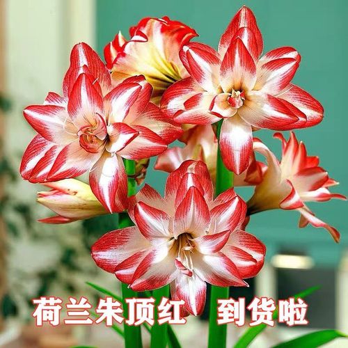 荷兰进口重瓣朱顶红种球大球耐热室内外盆栽花卉球根花苗四季开花