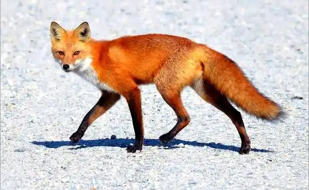 狐狸的种类(最漂亮的狐狸种类)-图1