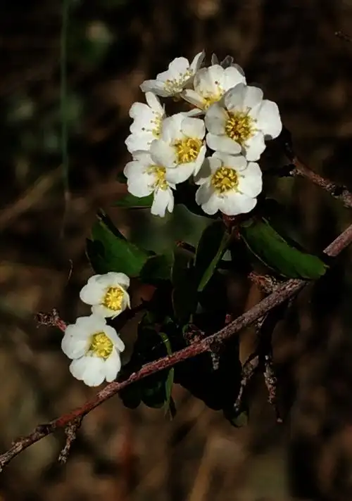 赏花 三裂叶绣线菊 写美篇  三裂绣线菊,蔷薇科绣线菊属灌木,高1～2米