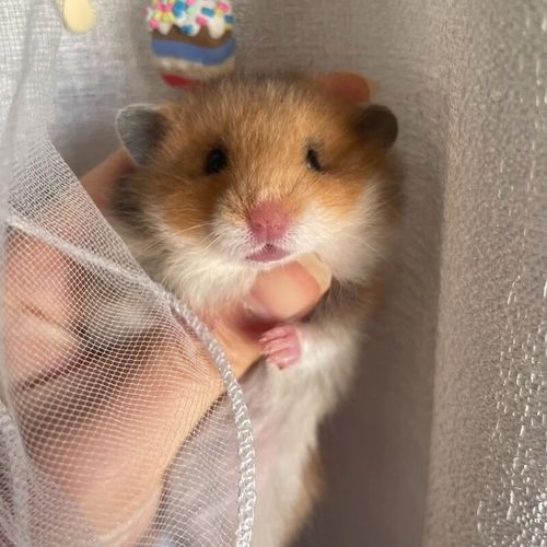 【家养】长毛金丝熊仓鼠活体温顺易上手适合宿舍家庭饲养的小动物