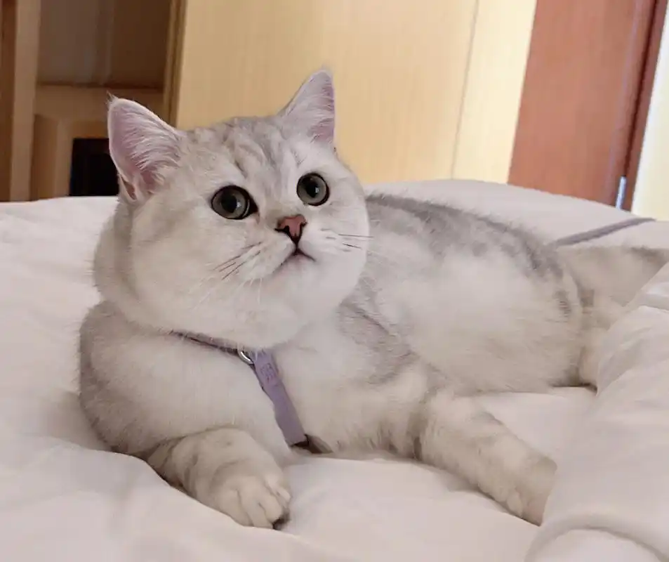 银渐层银渐层～