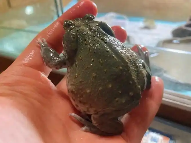 很多蟾蜍的幼年时间很短,像沙蟾蜍会快速长到6cm……__财经头条