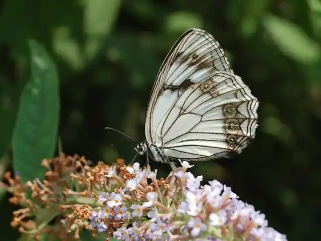 三黄绢粉蝶图片三黄绢粉蝶蝴蝶图片