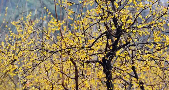 腊梅树夏天是什么样子