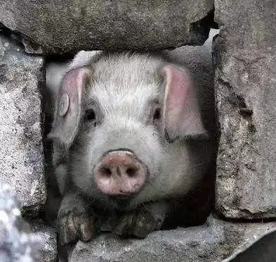 还记得那个猪坚强么它已经12岁啦