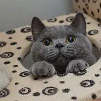 英国短毛猫头像_超可爱灰色短毛猫头像图片